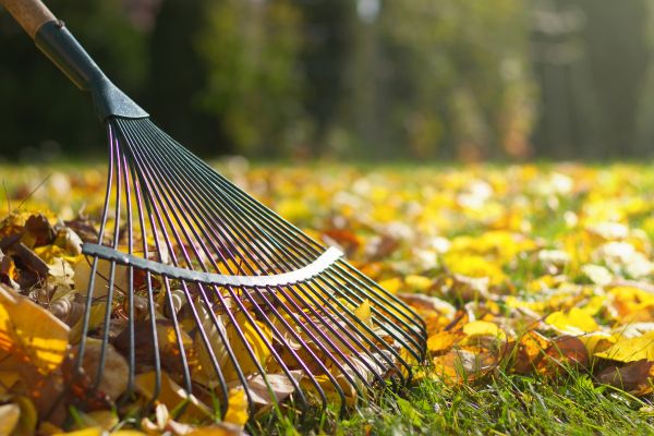 Leaf Cleanup Service in Nokomis