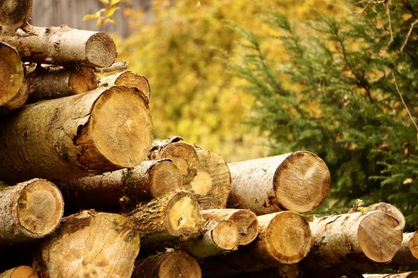 Wood Pile Removal in Nokomis