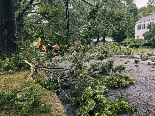 Tree Branch Disposal in Nokomis