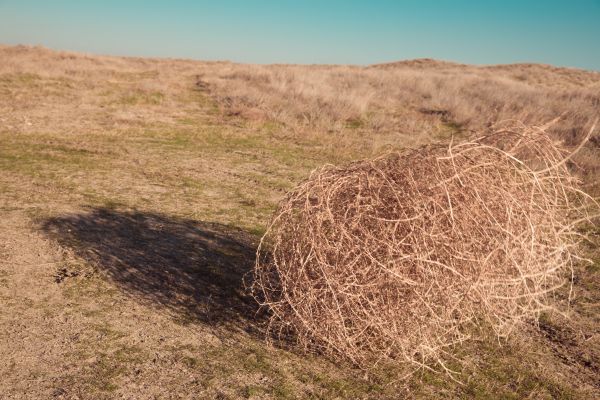 Tumbleweed Removal in Nokomis