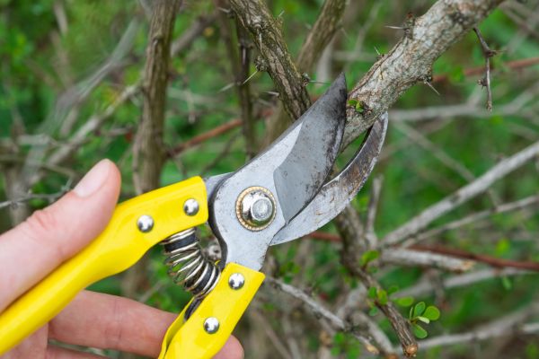 Limbs Removal in Nokomis