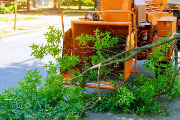 Tree Branches Removal in Nokomis