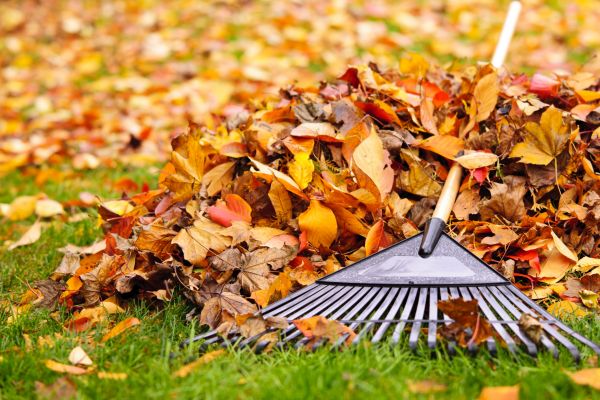 Yard Leaf Removal in Nokomis