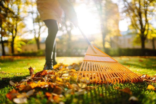 Leaves Raking in Nokomis