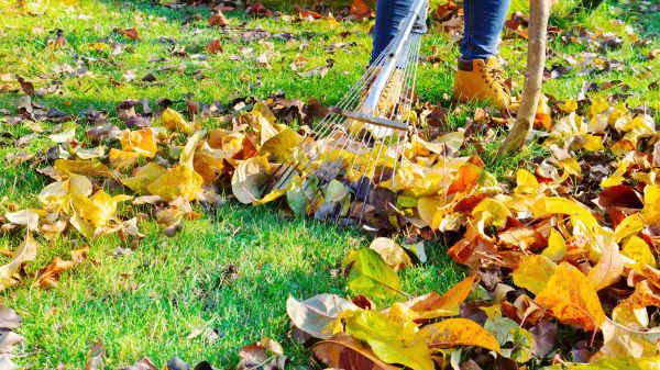 Autumn Leaf Removal in Nokomis
