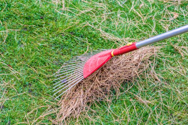 Pine Straw Raking in Nokomis