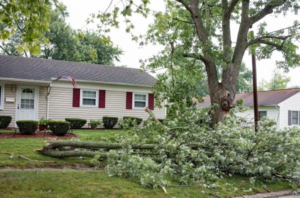 Fallen Branch Removal in Nokomis