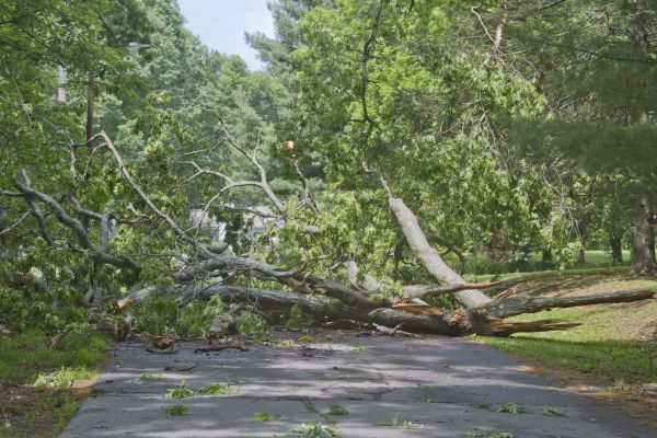 Tree Debris Removal in Nokomis